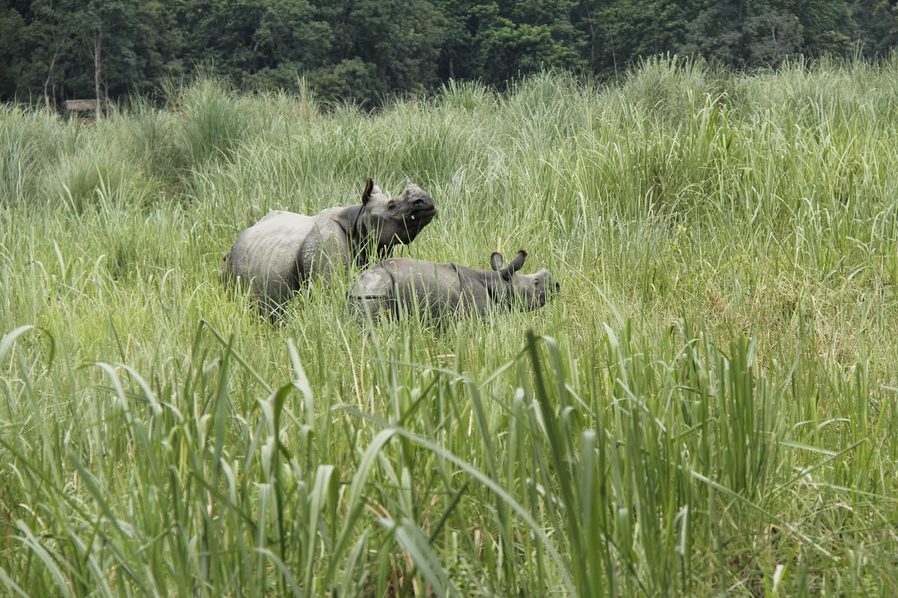 Rhino Land Jungle Lodge Саураха Экстерьер фото